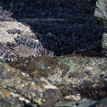 Fotografia intitulada "Pájaro en una roca." por Jaz Mendi, Obras de arte originais, Fotografia digital