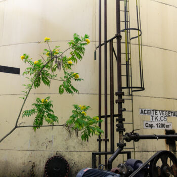Fotografia intitolato "Aceite vegetal" da Jaz Mendi, Opera d'arte originale, Fotografia digitale