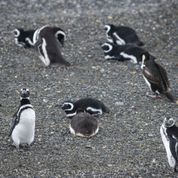 Photography titled "Pingüinos 2" by Jaz Mendi, Original Artwork, Digital Photography