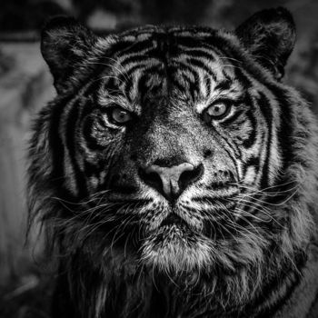 Fotografia zatytułowany „Tigre” autorstwa Jean Charles Ouvrard, Oryginalna praca, Fotografia cyfrowa Zamontowany na Aluminium