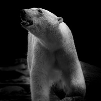 Fotografía titulada "Polar Bear" por Jean Charles Ouvrard, Obra de arte original, Fotografía digital