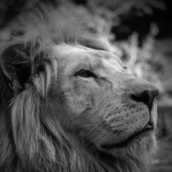Fotografía titulada "Lion" por Jean Charles Ouvrard, Obra de arte original, Fotografía digital Montado en Aluminio