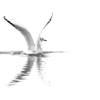 Photography titled "X-bird" by Jean Charles Ouvrard, Original Artwork, Digital Photography Mounted on Aluminium