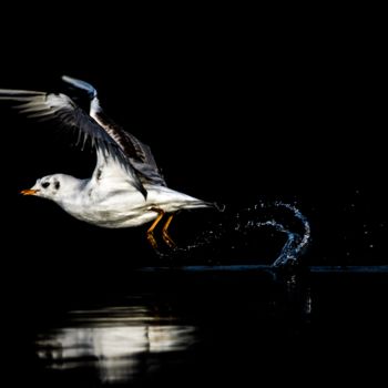 Photography titled "Mouette" by Jean Charles Ouvrard, Original Artwork, Digital Photography