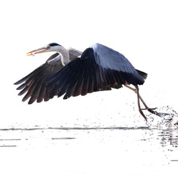 Photographie intitulée "Heron2" par Jean Charles Ouvrard, Œuvre d'art originale, Photographie numérique Monté sur Aluminium