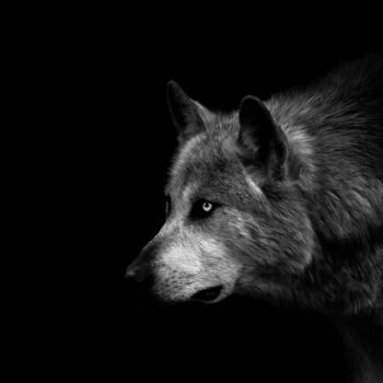 Photography titled "Loup noir" by Jean Charles Ouvrard, Original Artwork, Digital Photography Mounted on Aluminium
