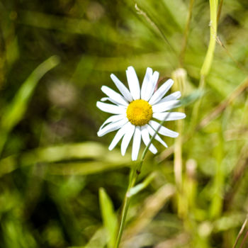 Photography titled "daisy" by J.Curry, Original Artwork