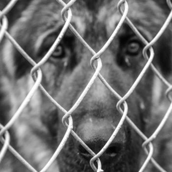 Photography titled "caged dog" by J.Curry, Original Artwork
