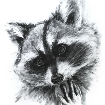 Drawing titled "Tito the Raccoon" by Jean-Baptiste De Poret, Original Artwork, Charcoal
