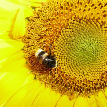 Photographie intitulée "Tournesol 1" par Imagelys Photographie, Œuvre d'art originale, Photographie numérique