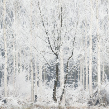 Photographie intitulée "foret gelée" par Jean Christophe Sanz, Œuvre d'art originale, Photographie numérique