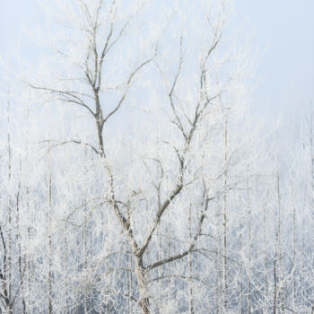 Photography titled "arbre gelé" by Jean Christophe Sanz, Original Artwork, Digital Photography