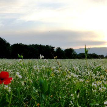 Fotografia intitolato "Champ de fleurs" da Slydes, Opera d'arte originale, Fotografia digitale