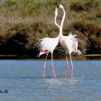 Photographie intitulée "Flamands rose" par Slydes, Œuvre d'art originale, Photographie numérique