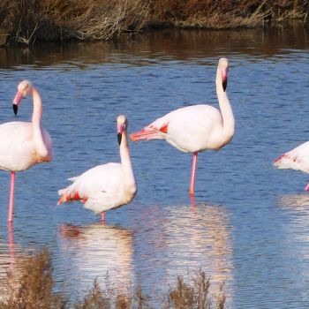 Photographie intitulée "Flamant rose" par Slydes, Œuvre d'art originale, Photographie numérique