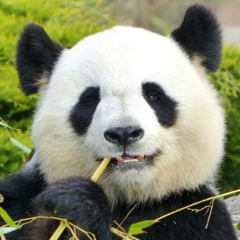 Photographie intitulée "Panda" par Slydes, Œuvre d'art originale, Photographie numérique