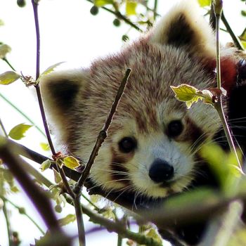 Photographie intitulée "Panda roux" par Slydes, Œuvre d'art originale, Photographie numérique