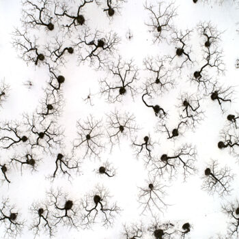 Photographie intitulée "Abricotiers en hiver" par Jean-Claude Mathier, Œuvre d'art originale, Photographie non manipulée