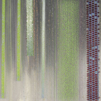 Arts numériques intitulée "culture maraîchère" par Jean-Claude Mathier, Œuvre d'art originale, Photographie numérique
