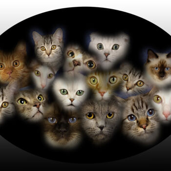 Photography titled "Chat alors" by Jean-Claude Mathier, Original Artwork, Digital Photography