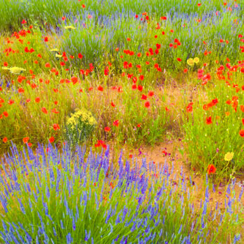 Fotografía titulada "Lavande" por Jean-Claude Mathier, Obra de arte original, Fotografía digital