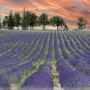 Fotografía titulada "Lavande odoriférante" por Jean-Claude Mathier, Obra de arte original, Fotografía digital