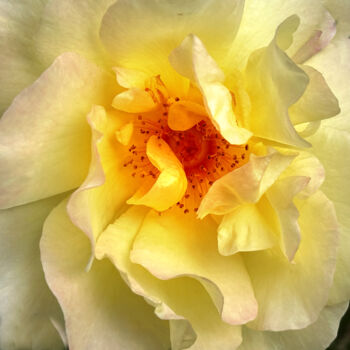 Fotografia intitulada "Au coeur des roses" por Jean-Claude Mathier, Obras de arte originais, Fotografia digital