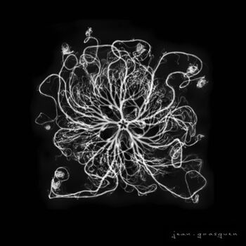 Artes digitais intitulada "meduse étoilée" por Jean Goasguen, Obras de arte originais, Trabalho Digital 2D