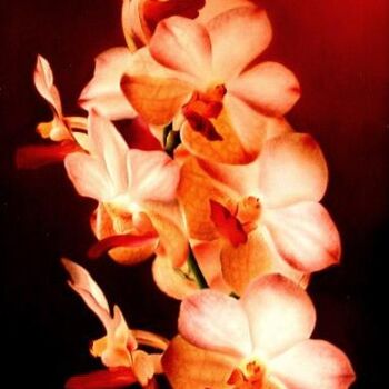 Pittura intitolato "Branche d'orchidées" da Jean-Jacques Hauser, Opera d'arte originale