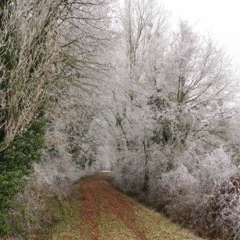 Photography titled "Allée forestière en…" by Jean-Louis Laurence, Original Artwork