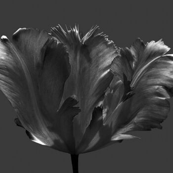 Digitale Kunst mit dem Titel "Tulipe Eclose" von Jean-Luc Bohin, Original-Kunstwerk