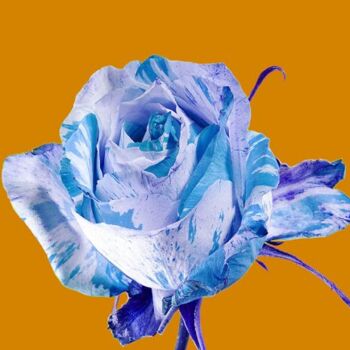 Фотография под названием "Rose Bicolore 21" - Jean-Luc Bohin, Подлинное произведение искусства