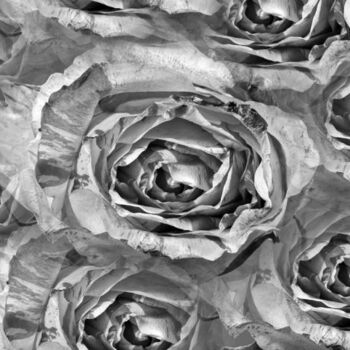 Digital Arts titled "Rose Bicolore NB 12" by Jean-Luc Bohin, Original Artwork
