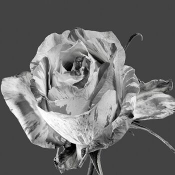 Arts numériques intitulée "Rose Bicolore NB7" par Jean-Luc Bohin, Œuvre d'art originale