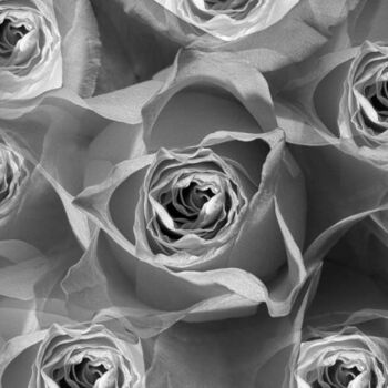 Digitale Kunst mit dem Titel "rose" von Jean-Luc Bohin, Original-Kunstwerk