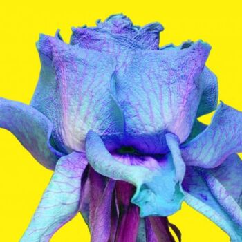 Fotografia intitulada "Rose Bleue" por Jean-Luc Bohin, Obras de arte originais