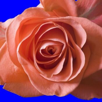 Photography titled "Rose Orange" by Jean-Luc Bohin, Original Artwork