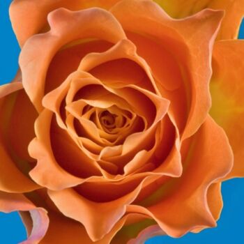 Fotografía titulada "Rose Orange 2" por Jean-Luc Bohin, Obra de arte original