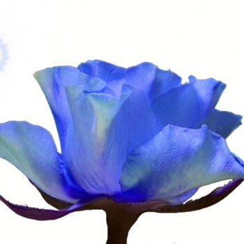 Photographie intitulée "Rose Bleue & Soleil" par Jean-Luc Bohin, Œuvre d'art originale
