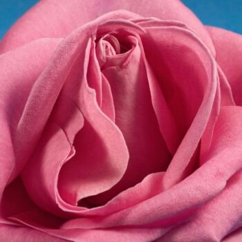 Photographie intitulée "Pétales de Rose" par Jean-Luc Bohin, Œuvre d'art originale