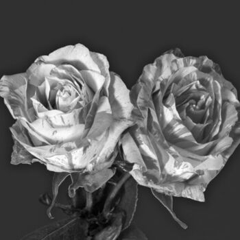 Photographie intitulée "Couple Rose Bicolore" par Jean-Luc Bohin, Œuvre d'art originale