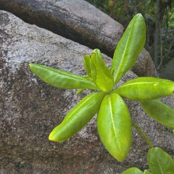 Photography titled "anse gorgette 3" by Jean-Luc Bohin, Original Artwork