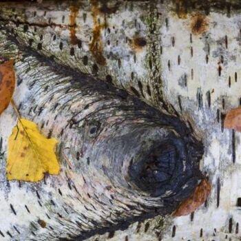 Photography titled "Fish & Birch" by Jean-Luc Bohin, Original Artwork
