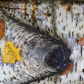 Photographie intitulée "Fish & Birch" par Jean-Luc Bohin, Œuvre d'art originale