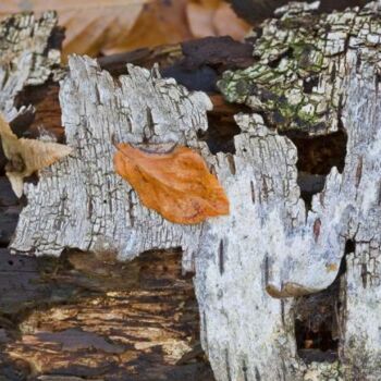 Photographie intitulée "Bouleau & Feuilles…" par Jean-Luc Bohin, Œuvre d'art originale