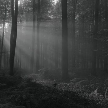 Arts numériques intitulée "forêt lyons 1" par Jean-Luc Bohin, Œuvre d'art originale