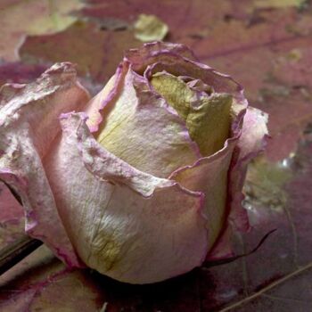 Photographie intitulée "rose4copy.jpg" par Jean-Luc Bohin, Œuvre d'art originale
