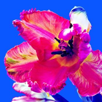 Photographie intitulée "tulipe perroquet ro…" par Jean-Luc Bohin, Œuvre d'art originale