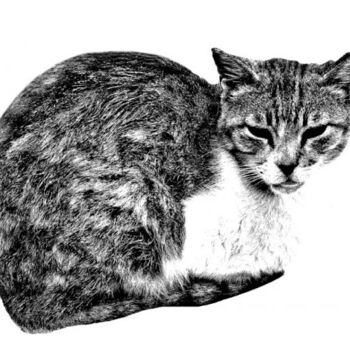 Photographie intitulée "Amorgos, chat" par Jean-Luc Bohin, Œuvre d'art originale