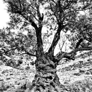 Photography titled "Naxos, olivier" by Jean-Luc Bohin, Original Artwork